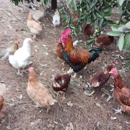 Finca Aramai Costa Adeje  ภายนอก รูปภาพ